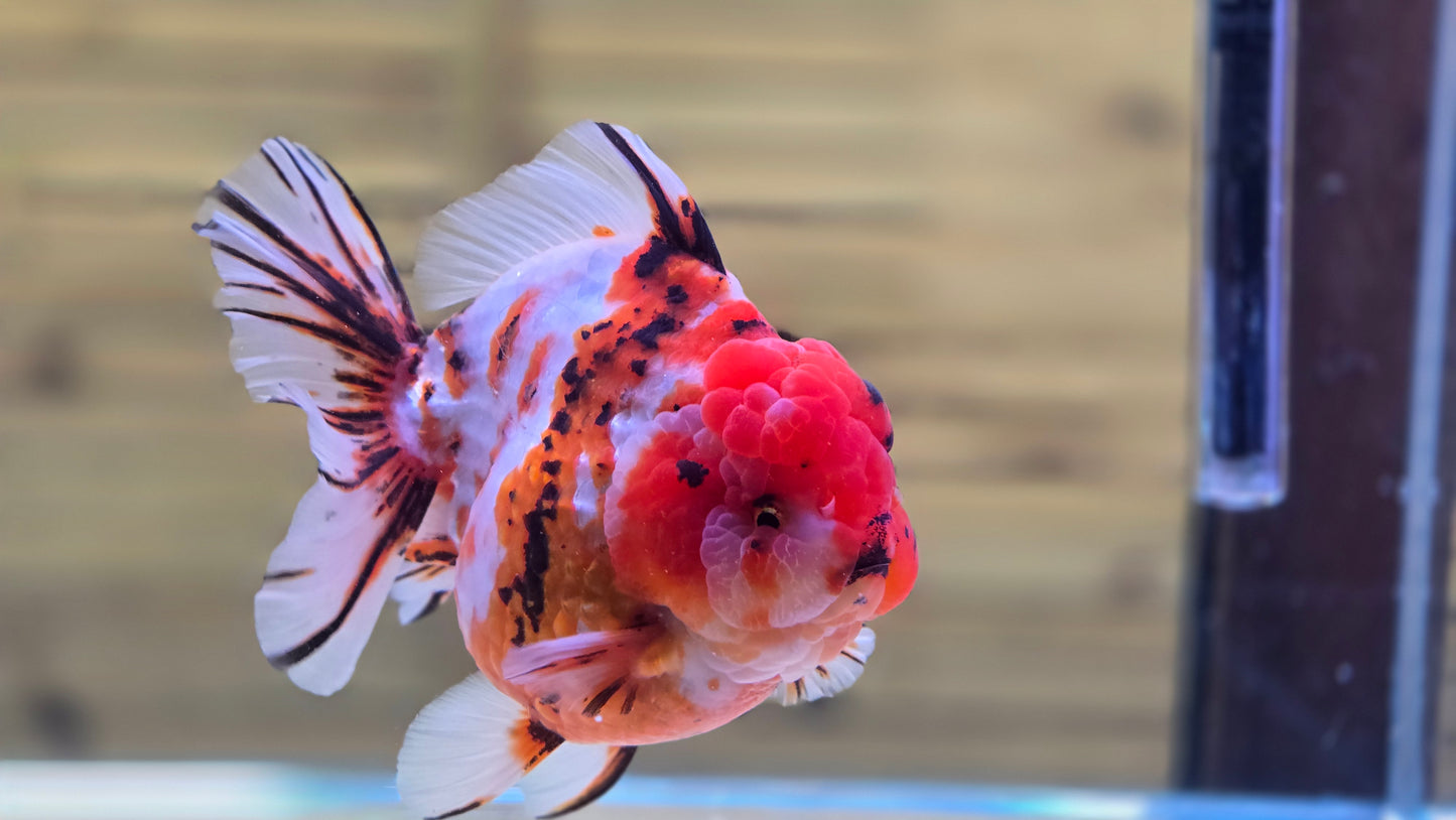 Jumbo Oranda J26009
