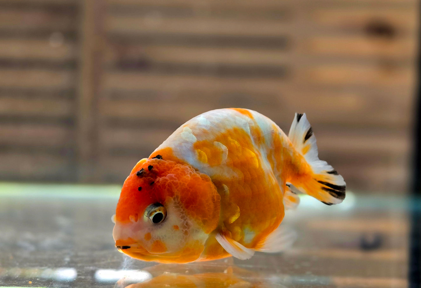 Calico Ranchu May009
