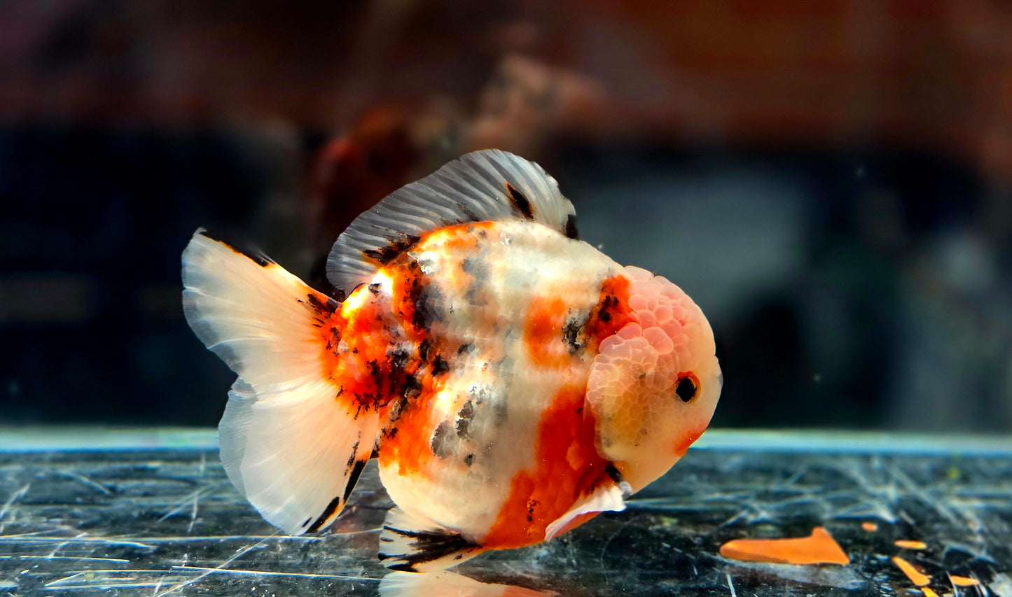VHQ Jumbo Calico Oranda July2606 P