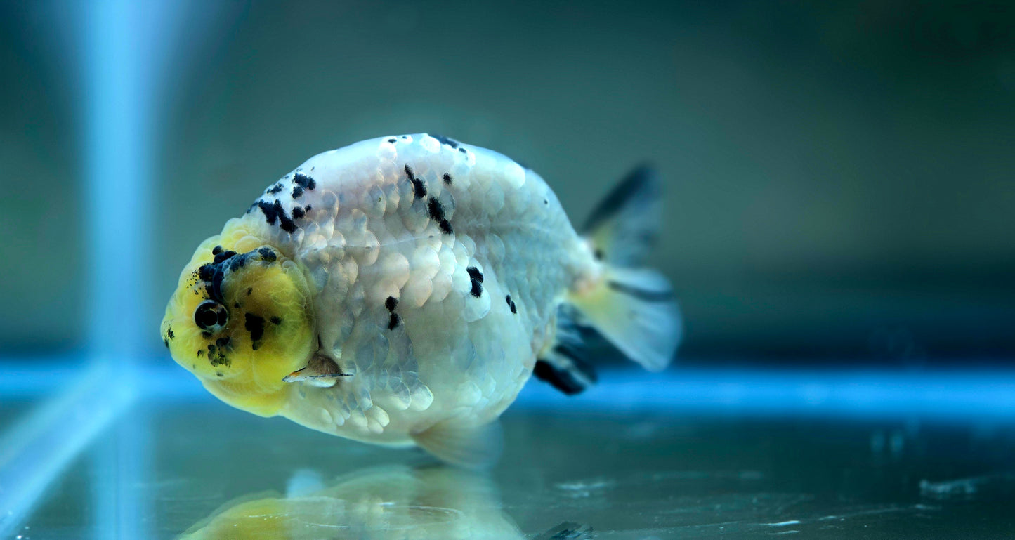 HQ Ranchu July2623 T1