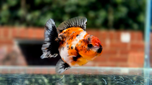 HQ Shogun Oranda July2647 C2