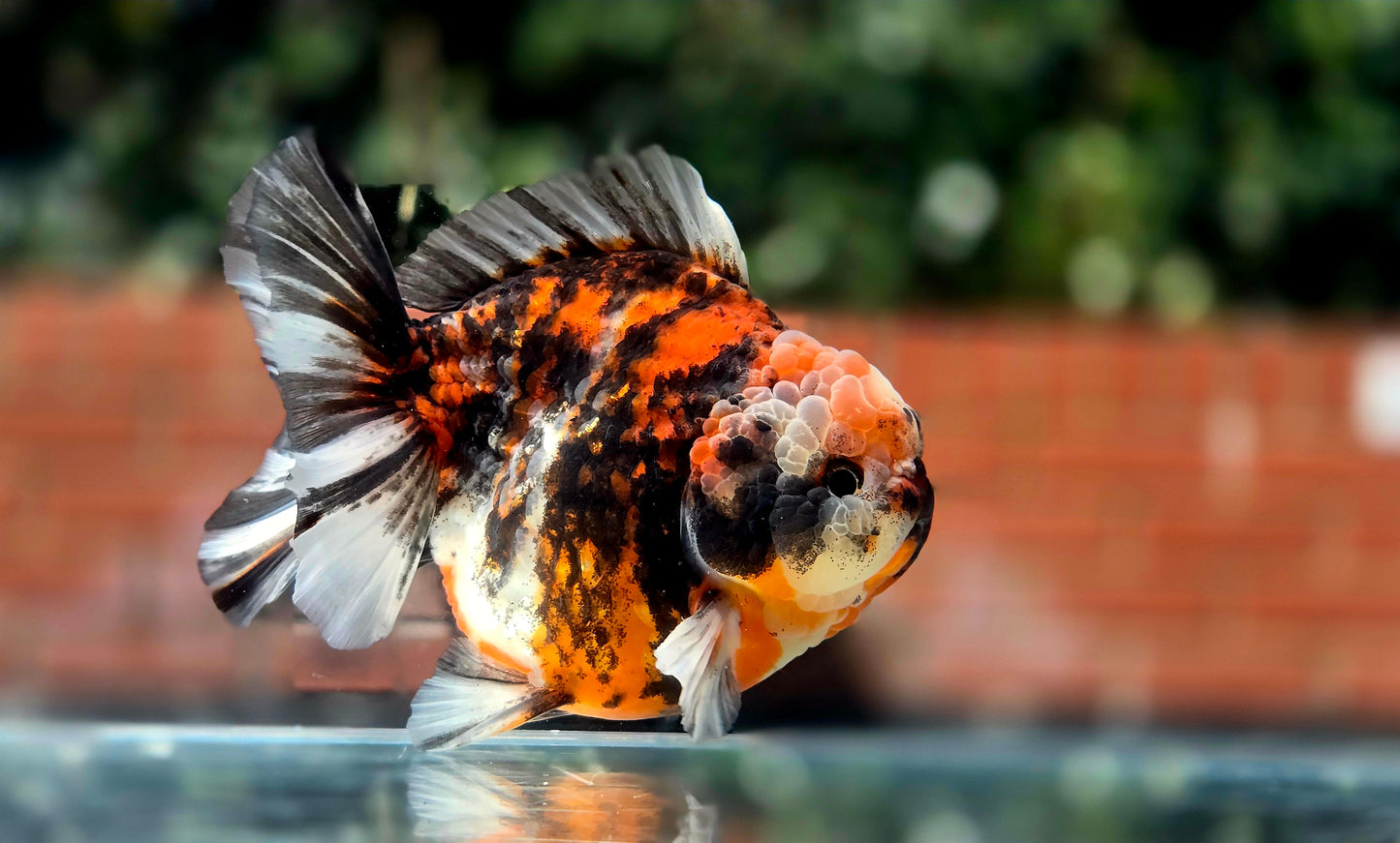 VHQ Jumbo Calico Oranda July2617 T3