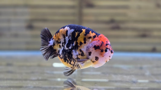 Calico Ranchu J26019