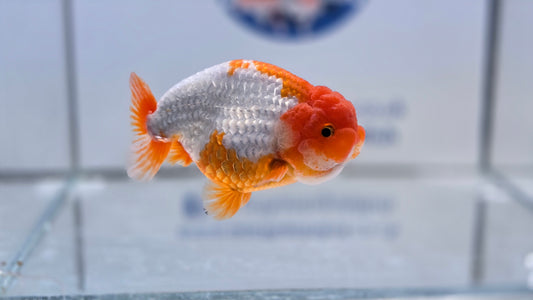 Ranchu J26014