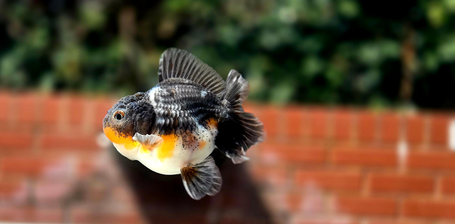 HQ Shogun Oranda July2670 C3