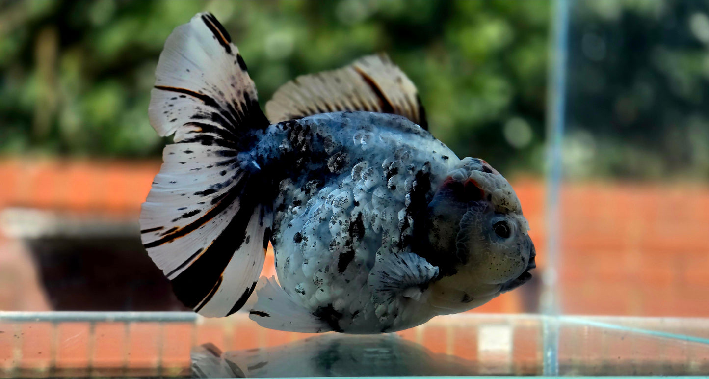 VHQ Jumbo Calico Oranda July2613 T6