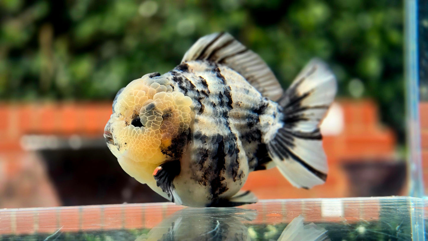 VHQ Jumbo Calico Oranda July26154 T4