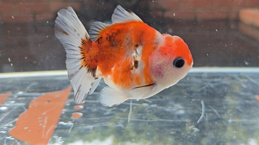 Shogun Short Tail Oranda Sep006