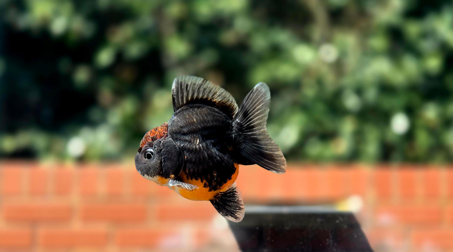HQ Shogun Oranda July2648 C2