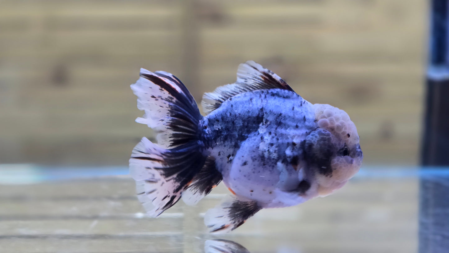 Jumbo Oranda J26010