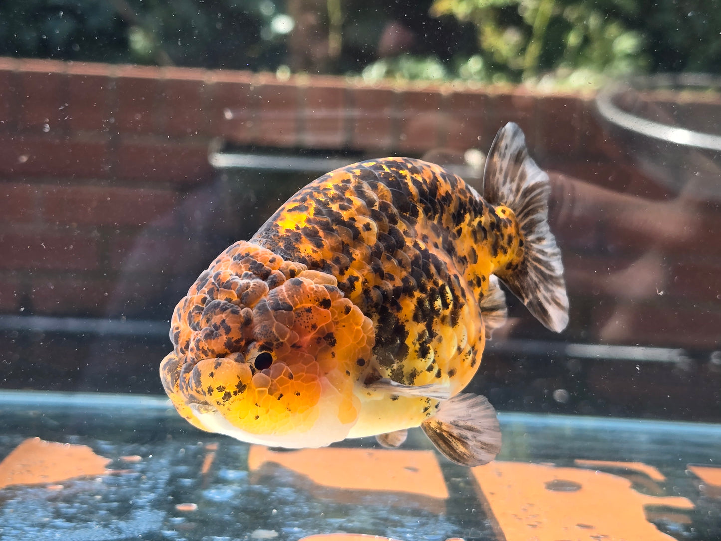 HQ Ranchu June068