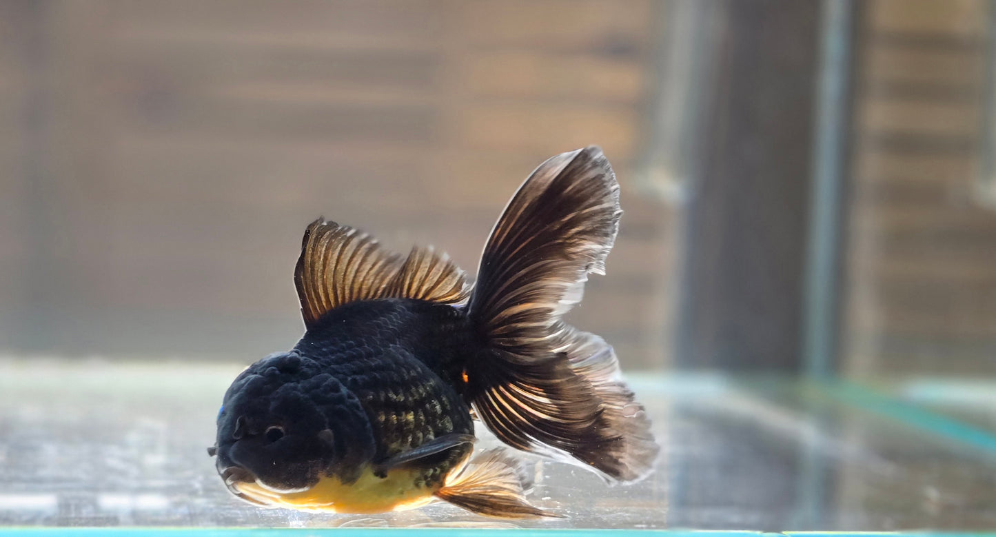 Black Oranda May018