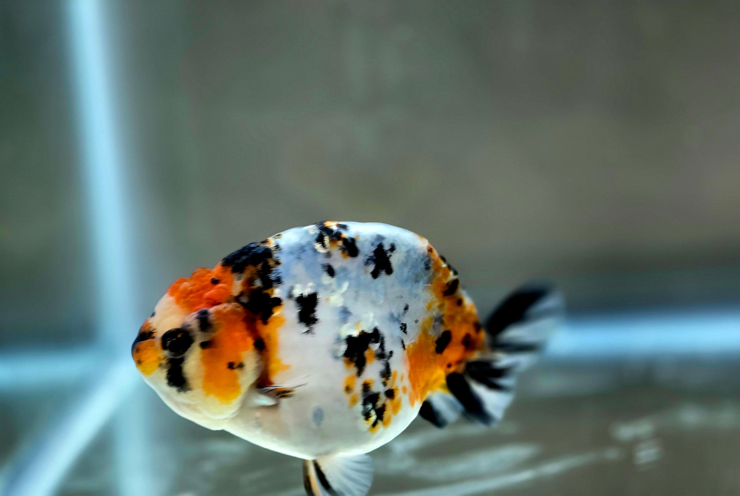 HQ Ranchu July2661 T2
