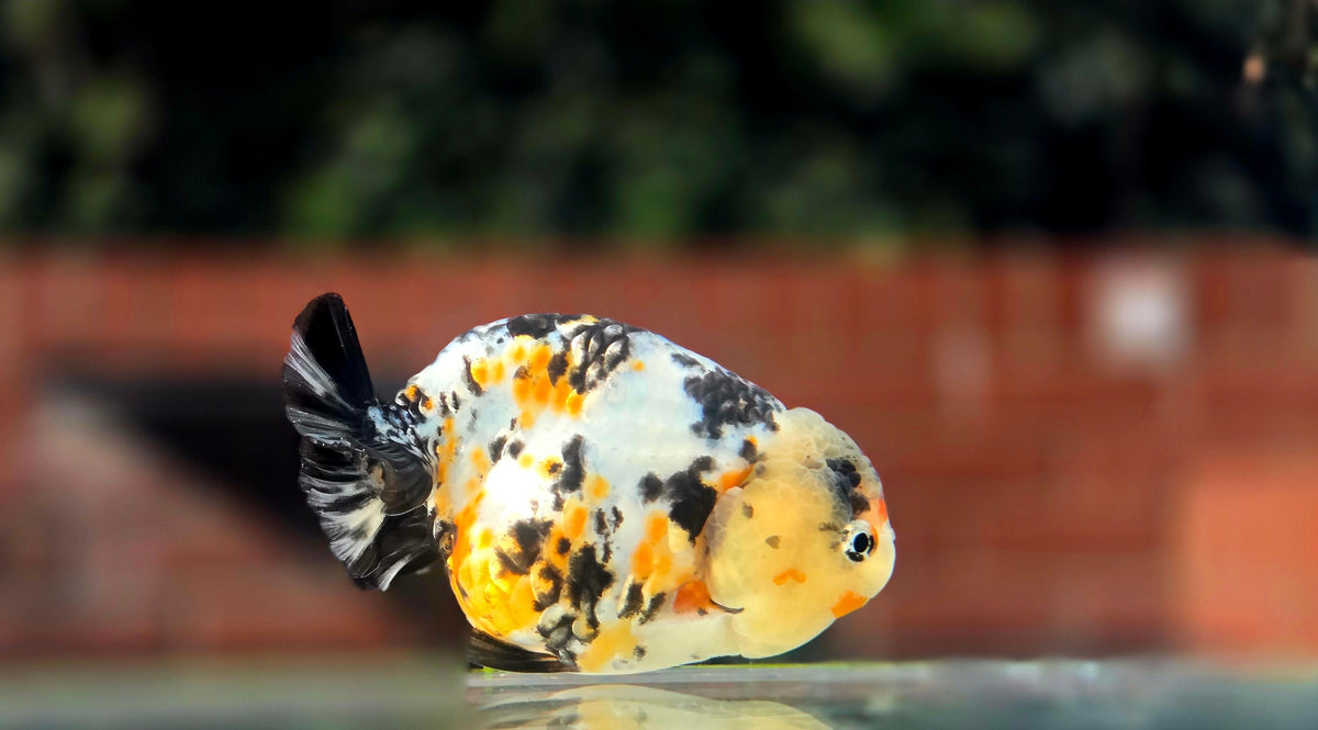 HQ Ranchu July2656 T2
