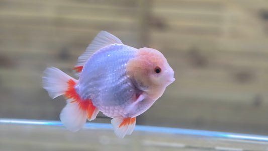 Jumbo Oranda J26012