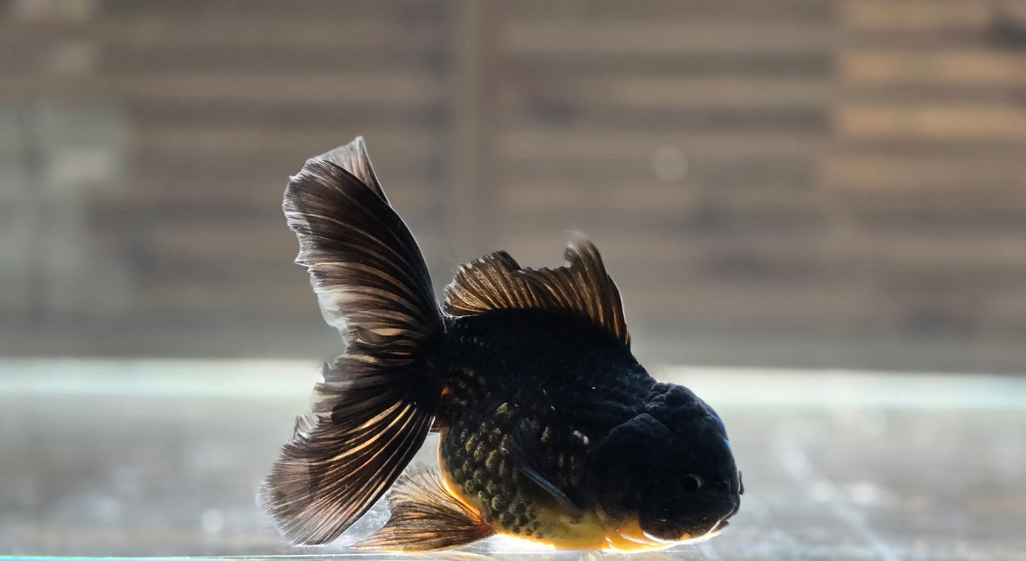 Black Oranda May018