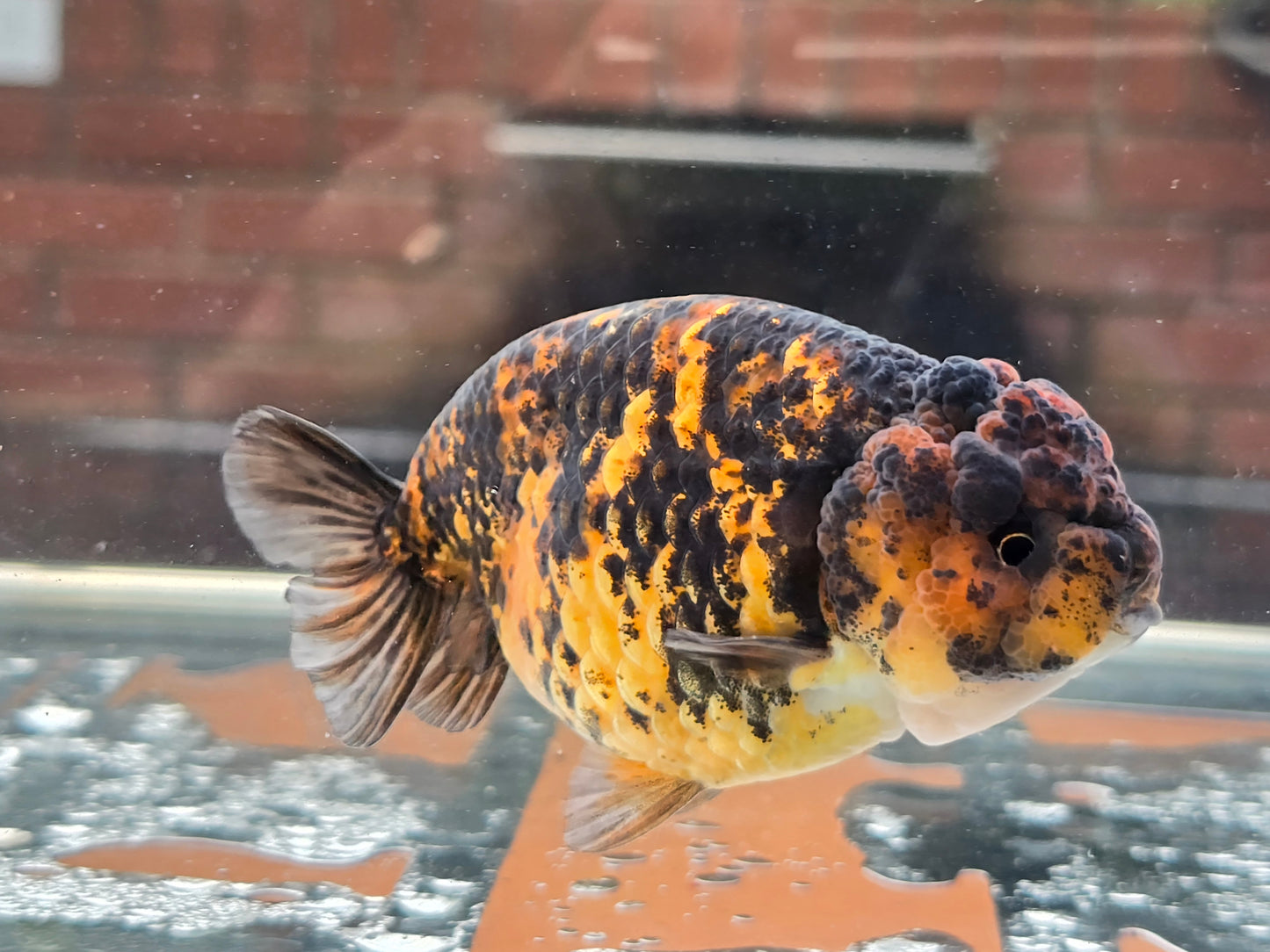 HQ Ranchu June069