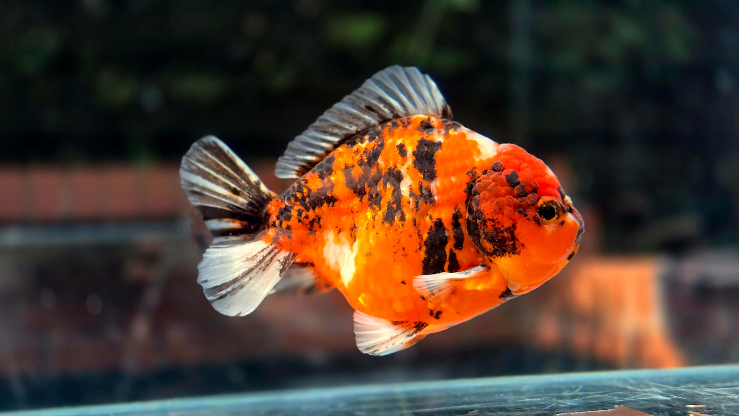 VHQ Jumbo Calico Oranda July2605 P