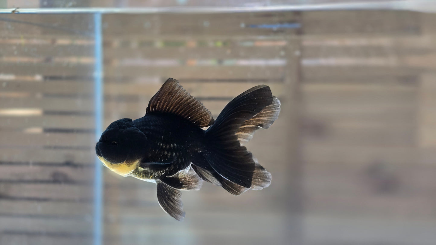 Black Oranda May016