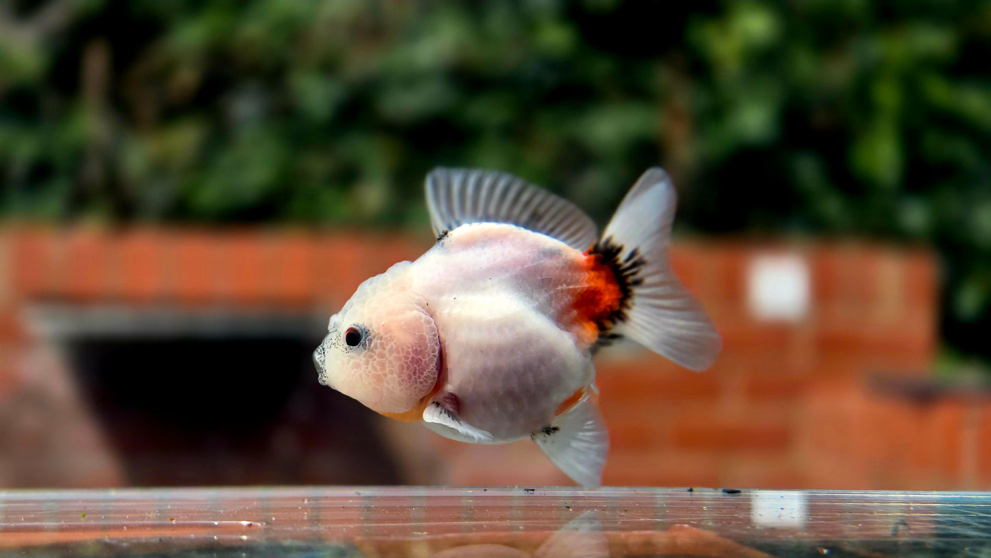 HQ Shogun Oranda July2666 C3