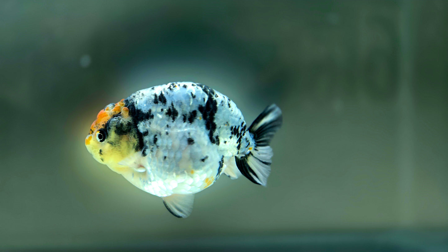 HQ Ranchu July2622 T1