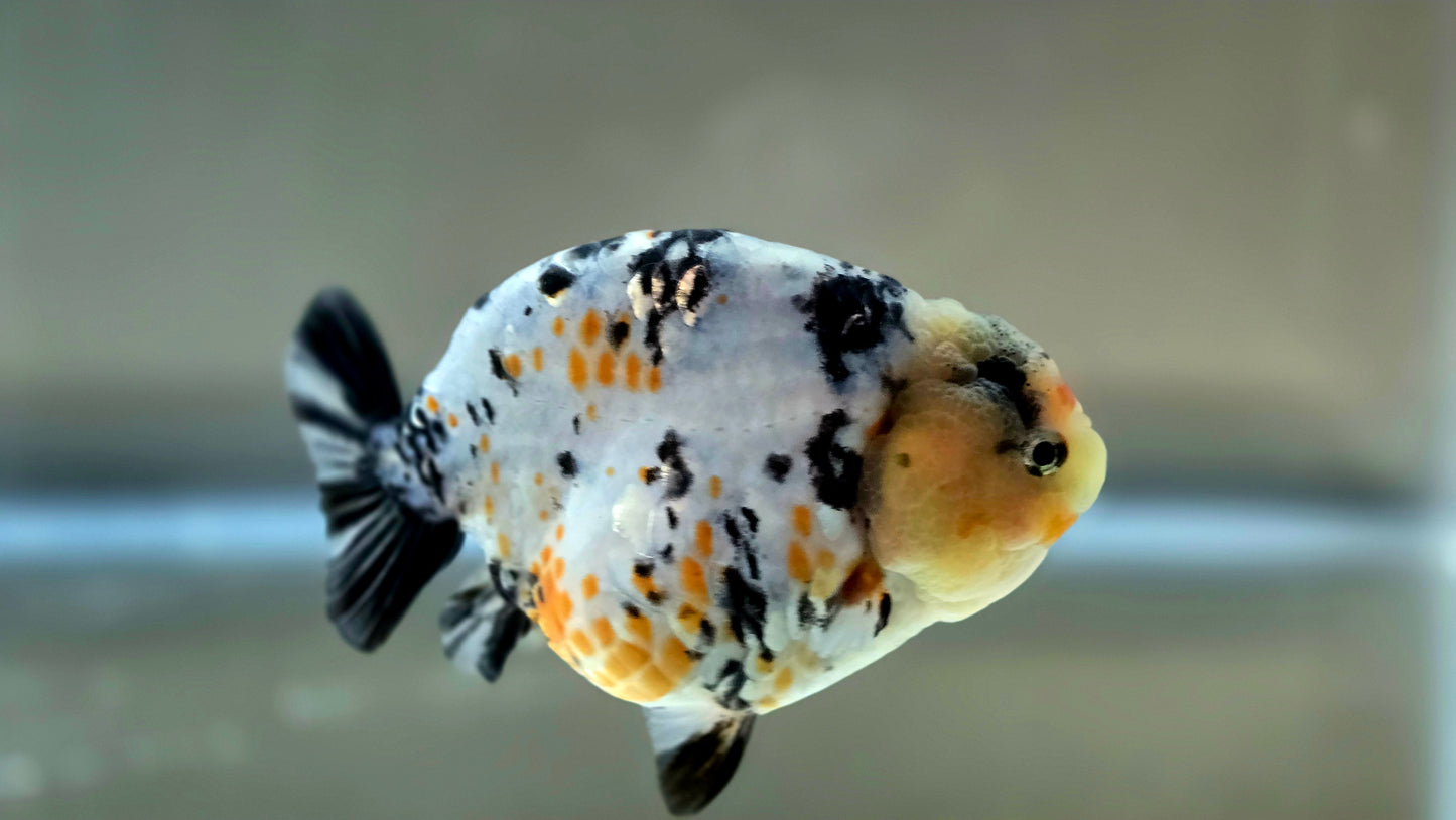 HQ Ranchu July2656 T2