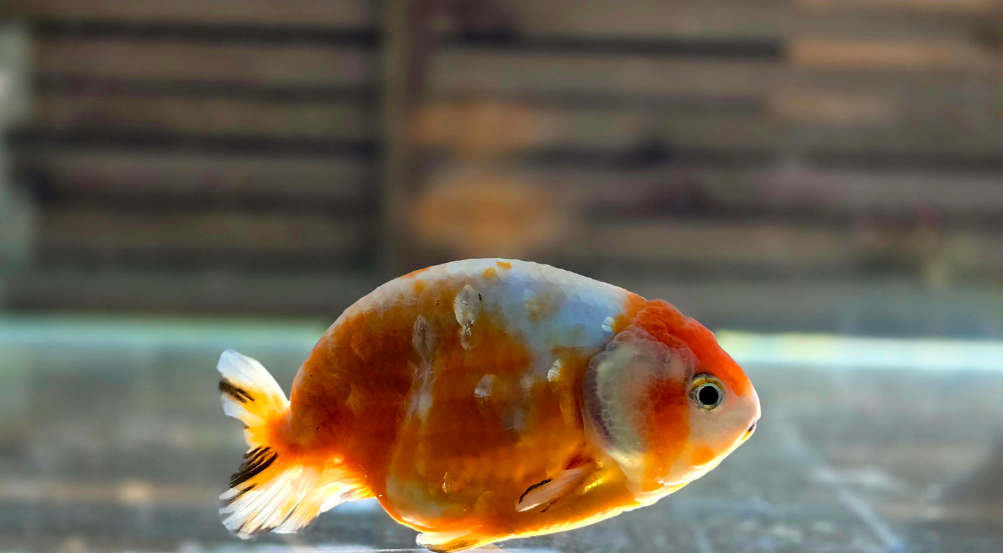 Calico Ranchu May009