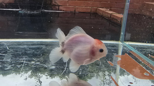 Shogun Short Tail Oranda Sep012 T2