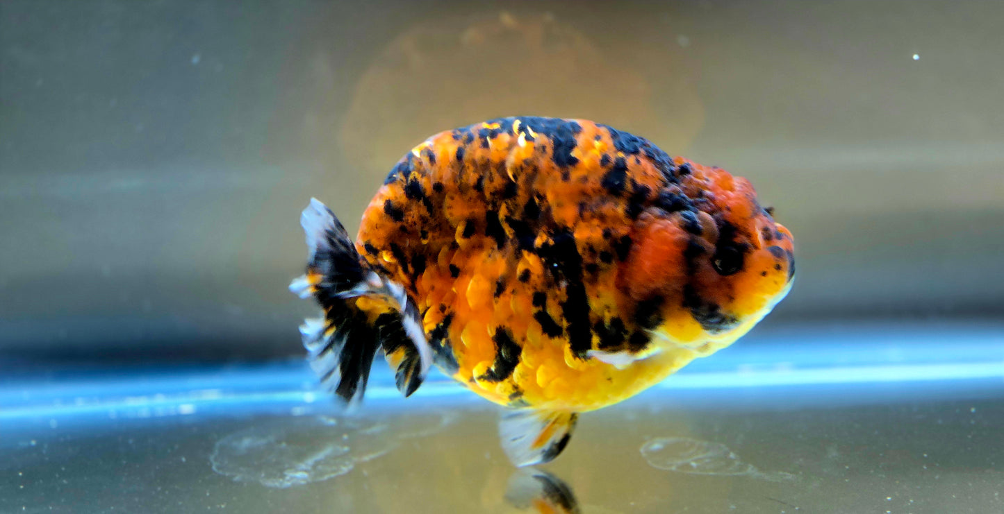 HQ Ranchu July2636 T1