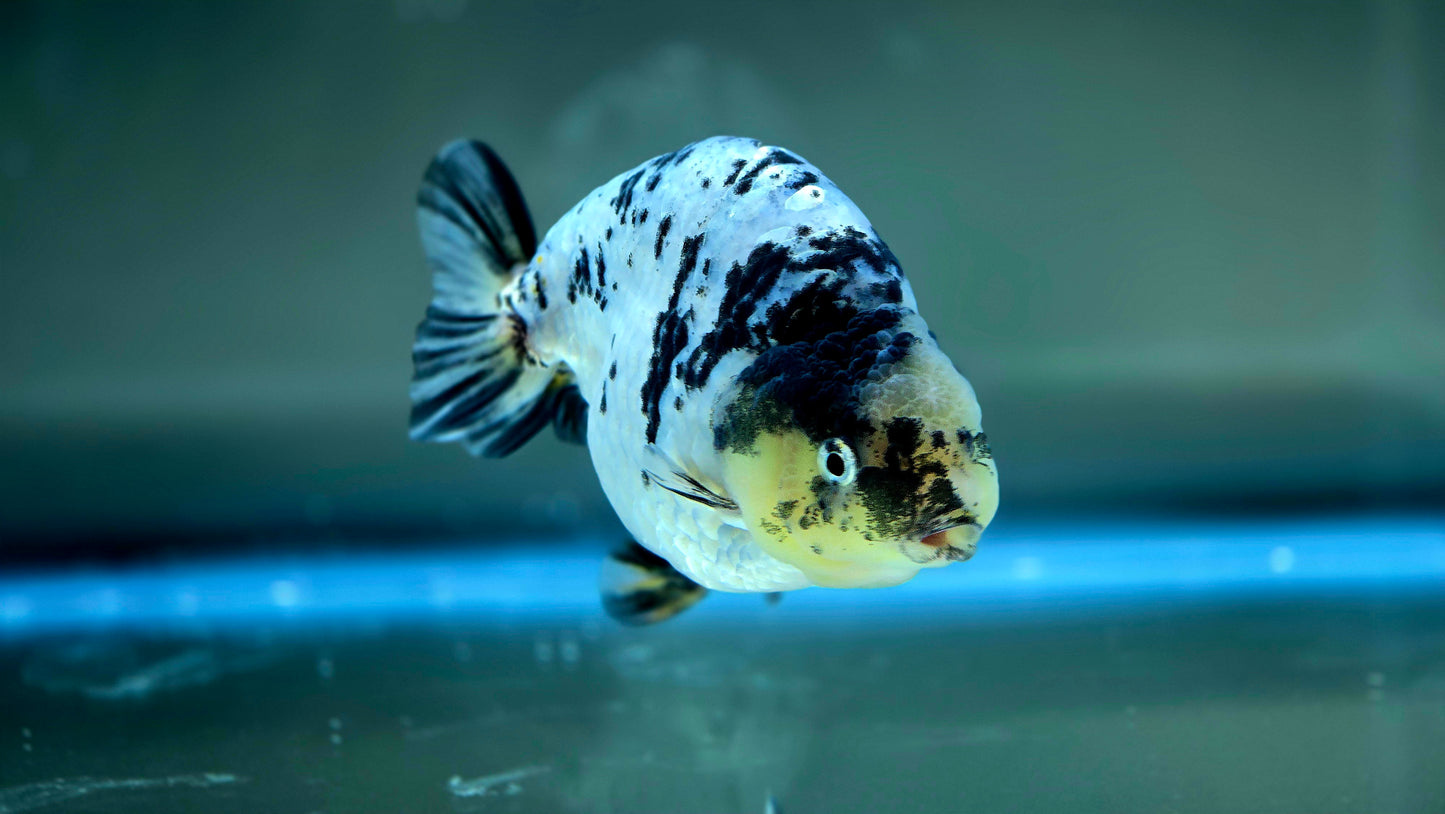 HQ Ranchu July2621 T1