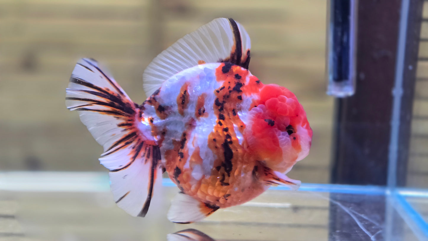 Jumbo Oranda J26009