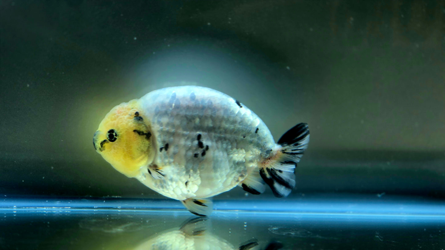 HQ Ranchu July2624 T1