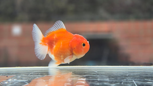Shogun Short Tail Oranda Sep001