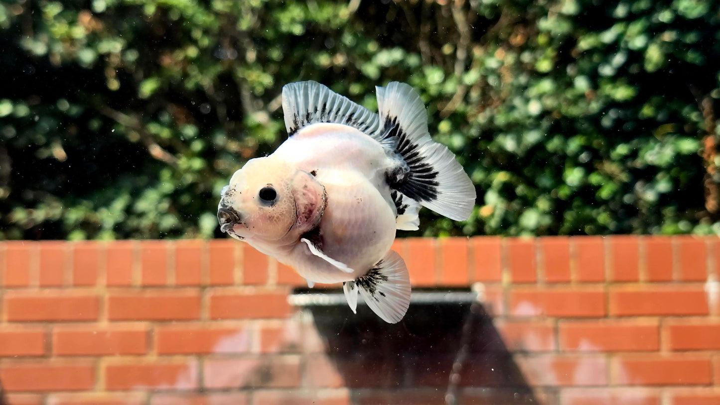 HQ Shogun Oranda July2668 C3