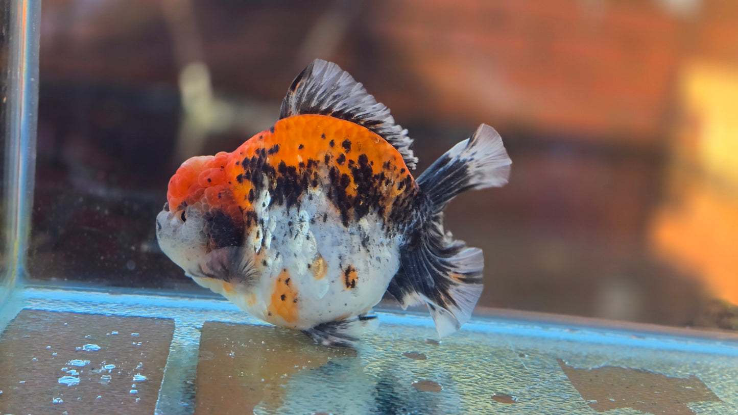 Jumbo Oranda Dec006