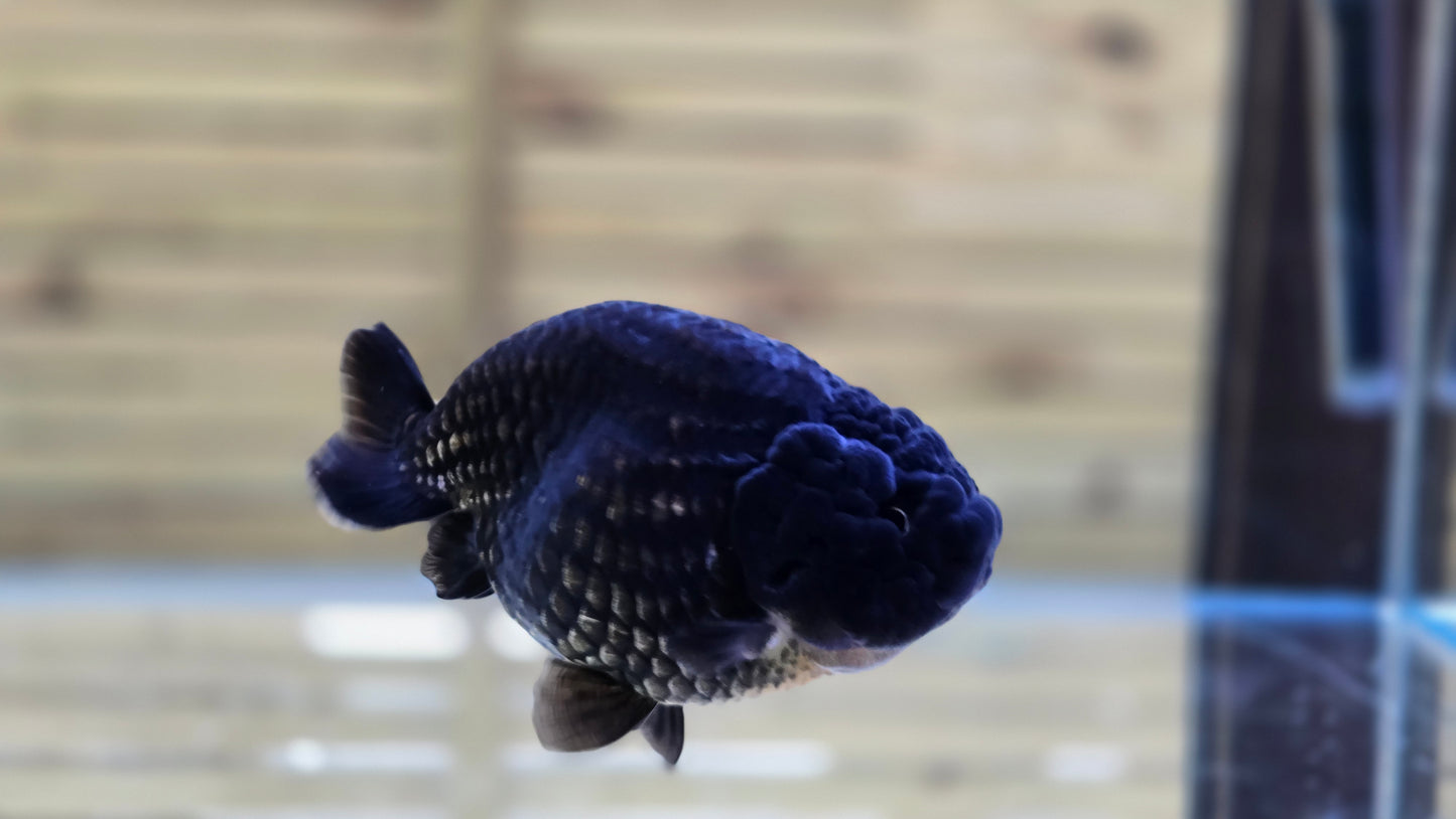 Black Ranchu J26046