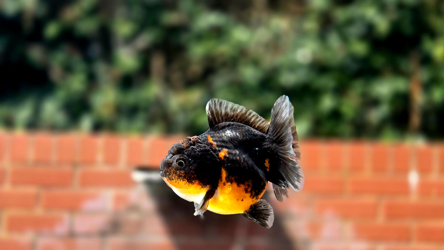 HQ Shogun Oranda July2669 C3