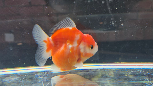 Shogun Short Tail Oranda Sep003
