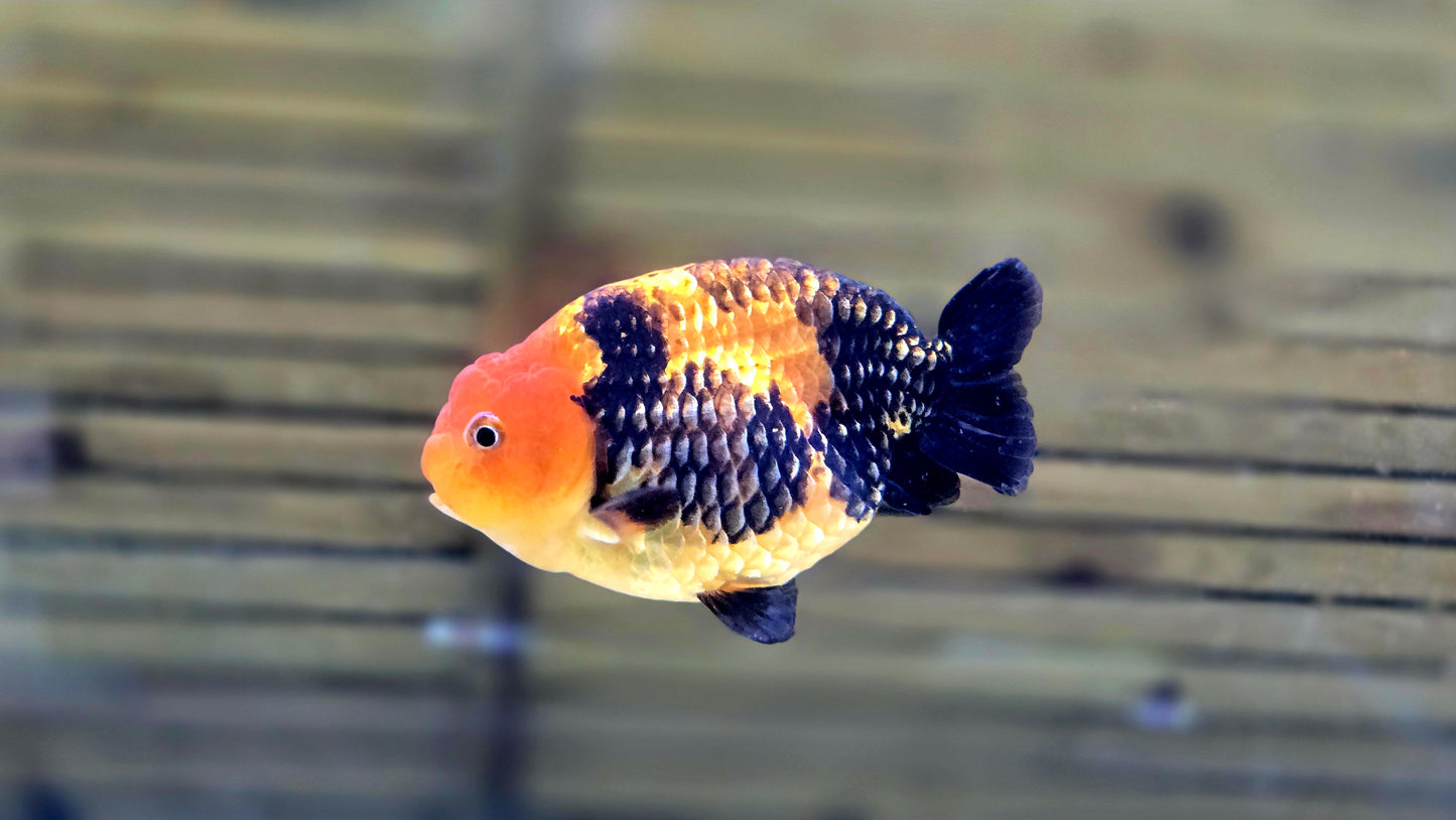 Apache Ranchu J26021