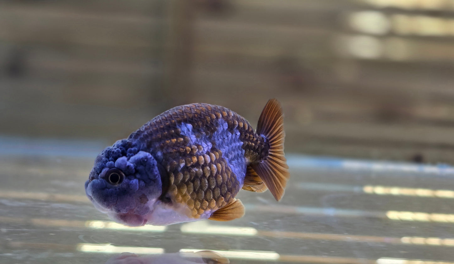 Ochiba Ranchu J26002