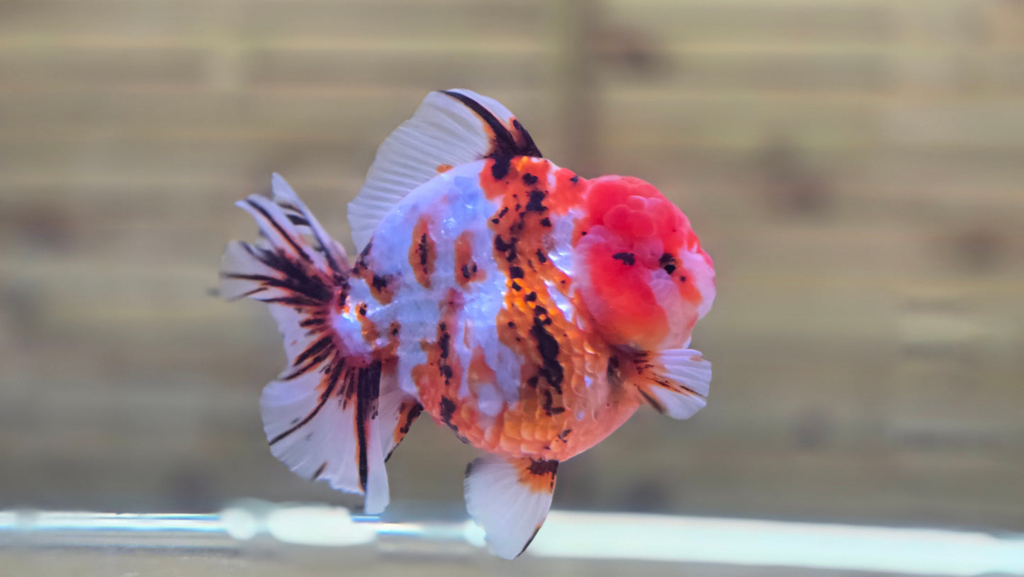 Jumbo Oranda J26009
