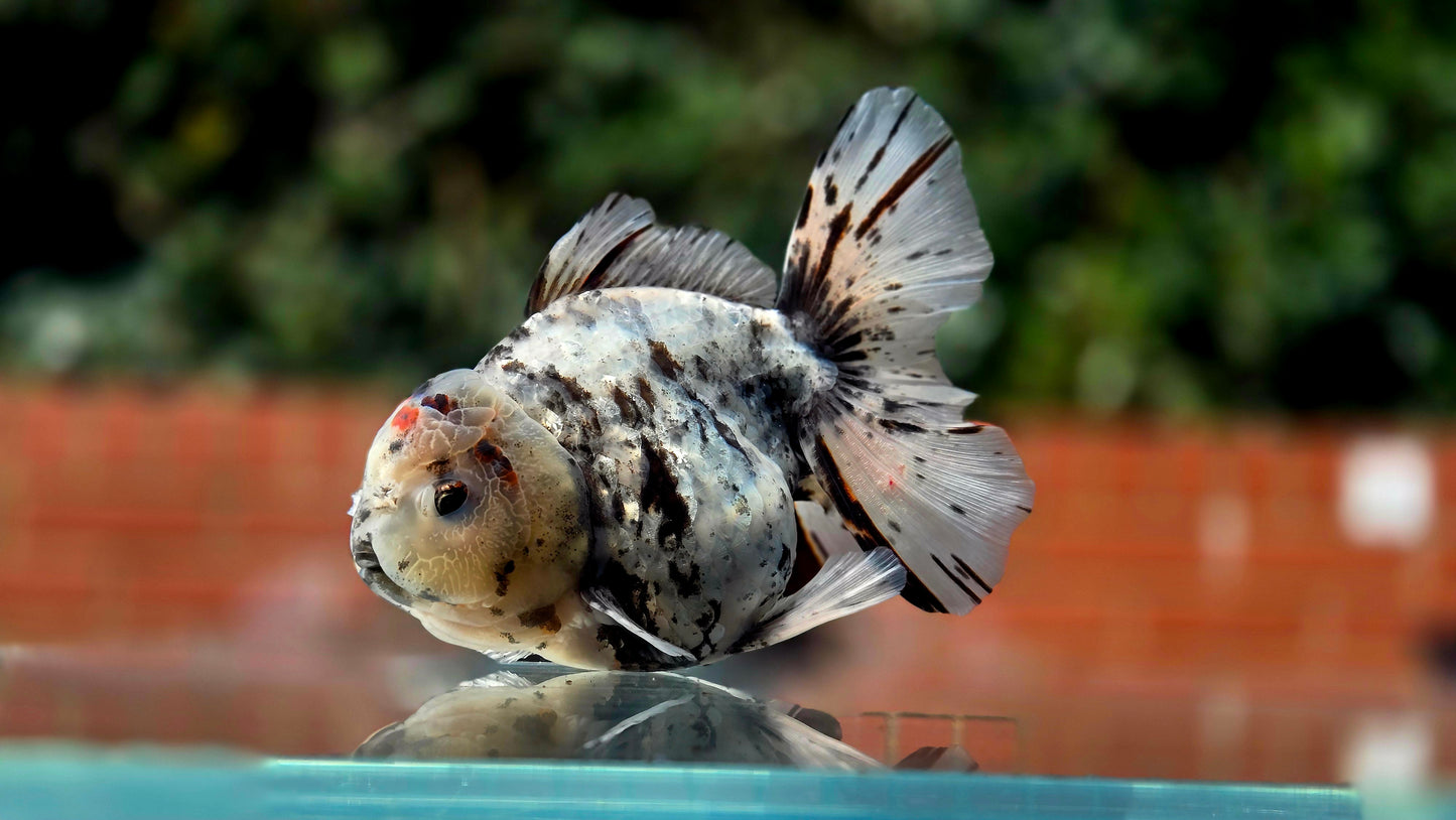 VHQ Jumbo Calico Oranda July2613 T6
