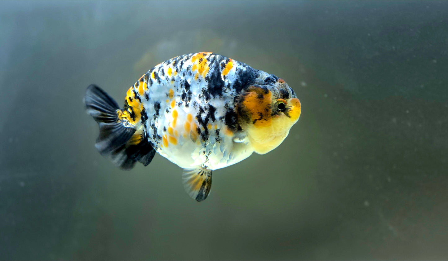 HQ Ranchu July2627 T1