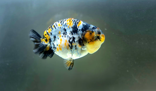 HQ Ranchu July2627 T1
