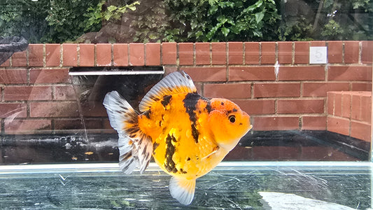 Shogun Short Tail Oranda June003