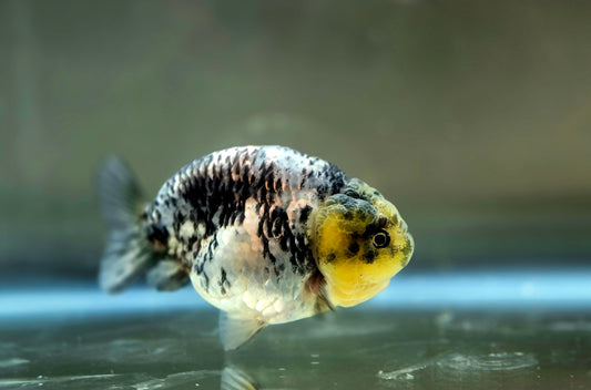 HQ Ranchu July2659 T2