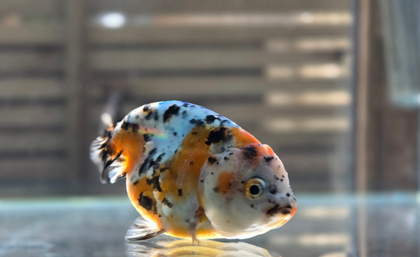 Calico Ranchu May002