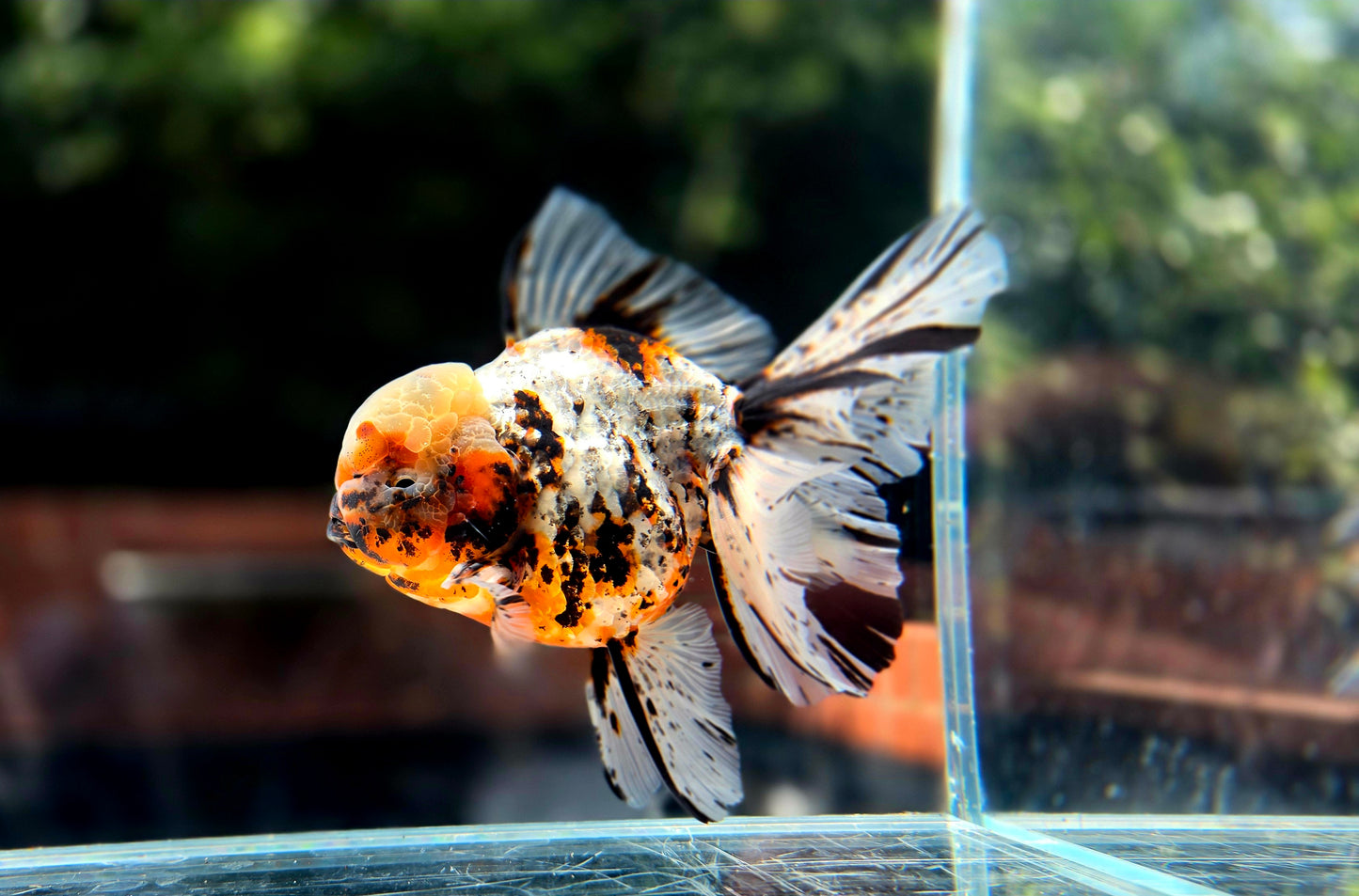 VHQ Jumbo Calico Oranda July2601 P