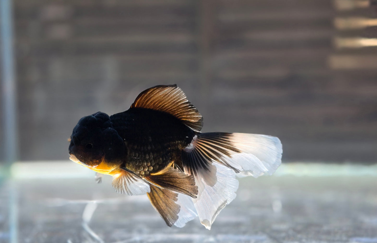 Black Oranda May013