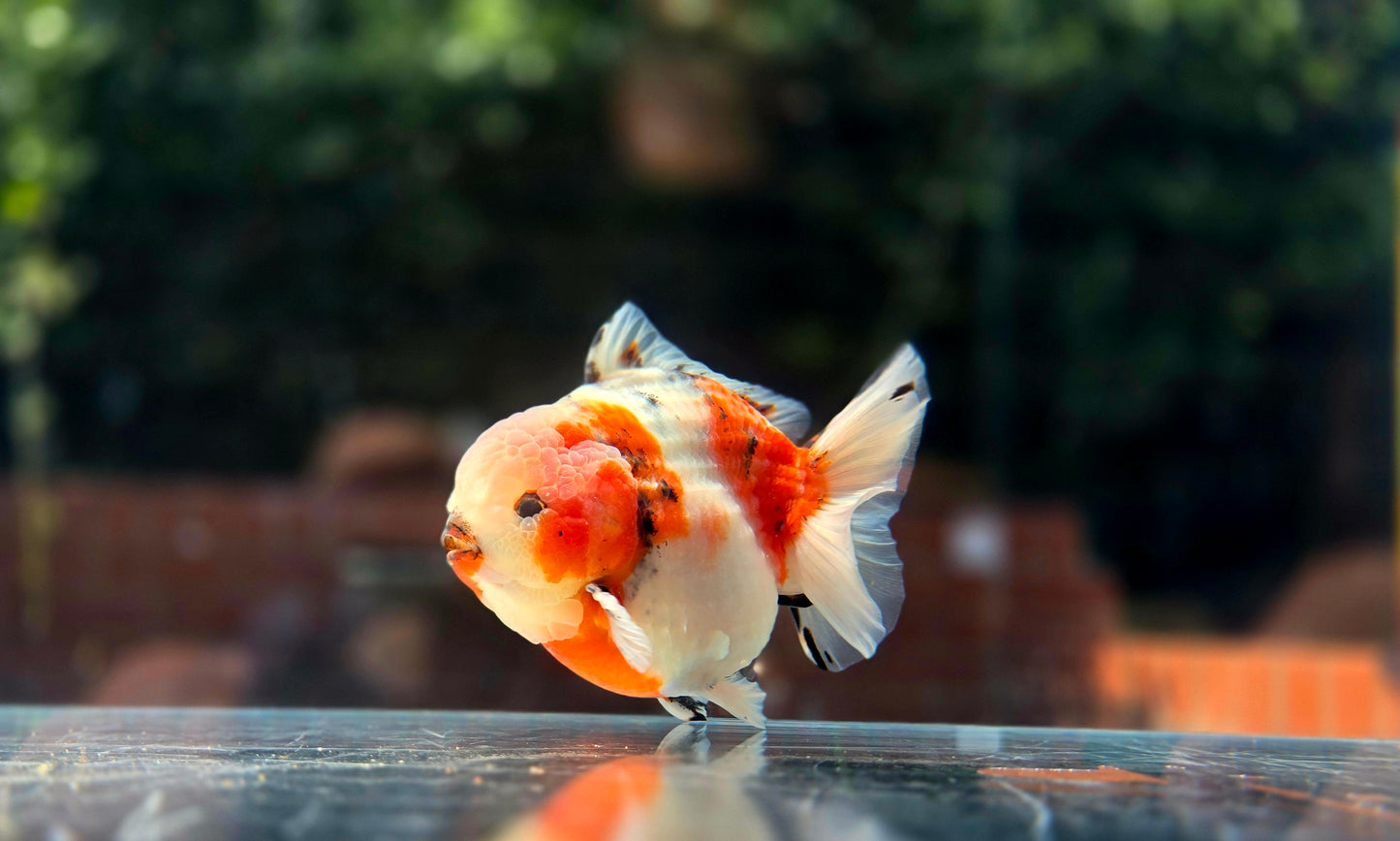 VHQ Jumbo Calico Oranda July2606 P